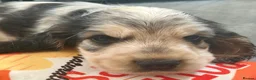 Cocker Spaniel dogs for sale: Stunning KC Show Cocker Spaniel Sable Puppies.  - Advert 33