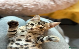 Bengal cats for sale: Three Bengals ready for their forever homes  - Image 15