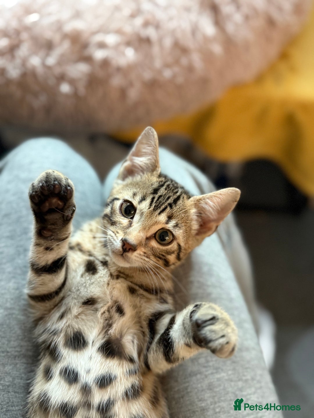 Bengal cats for sale: Three Bengals ready for their forever homes  - Image 15