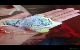 Budgerigars birds for sale: Tame baby budgies  - Image 7