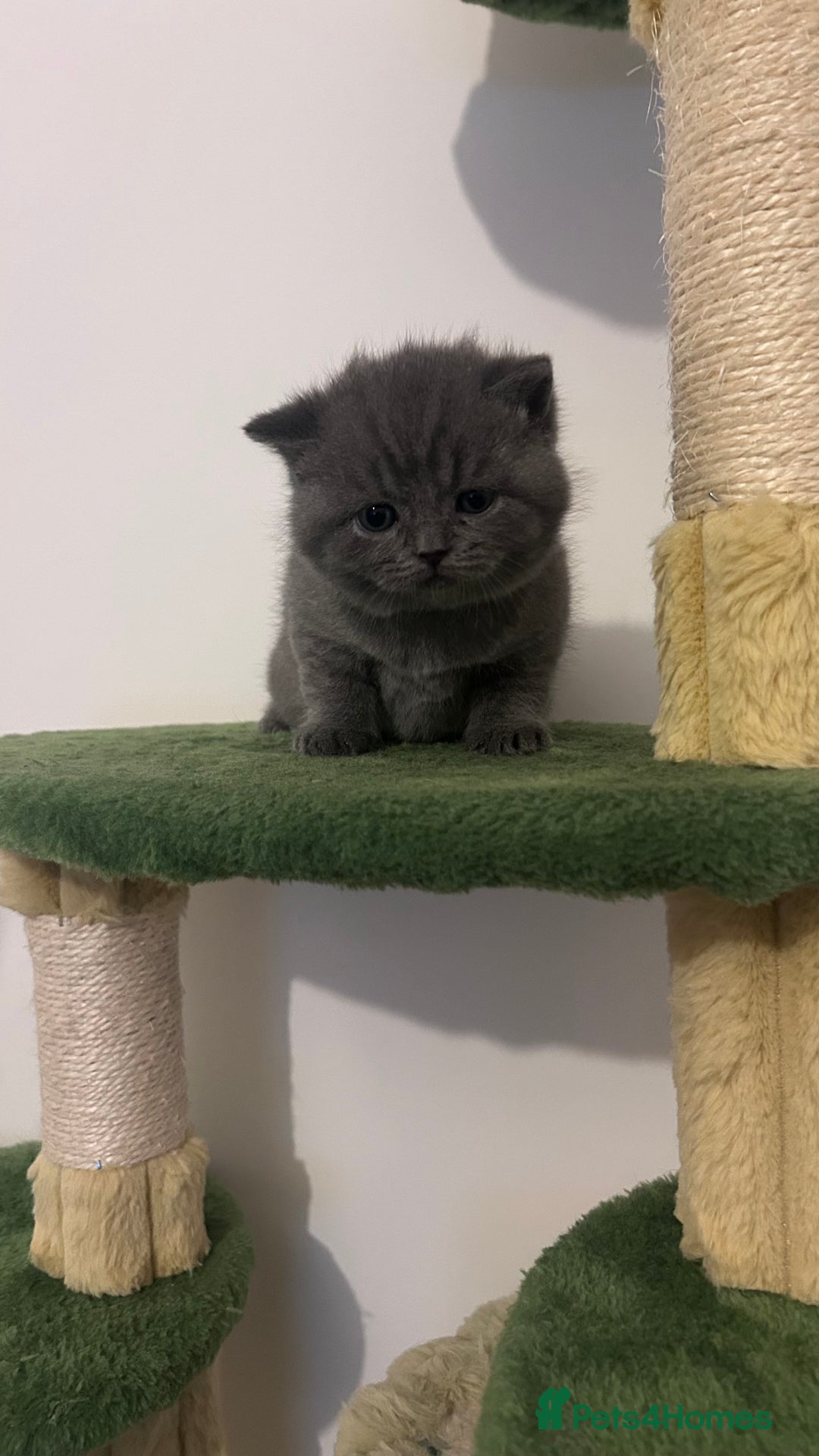British Shorthair cats for sale: 🧸✨6 Chunky British Shorthair Kittens For Sale✨🧸 - Advert 36