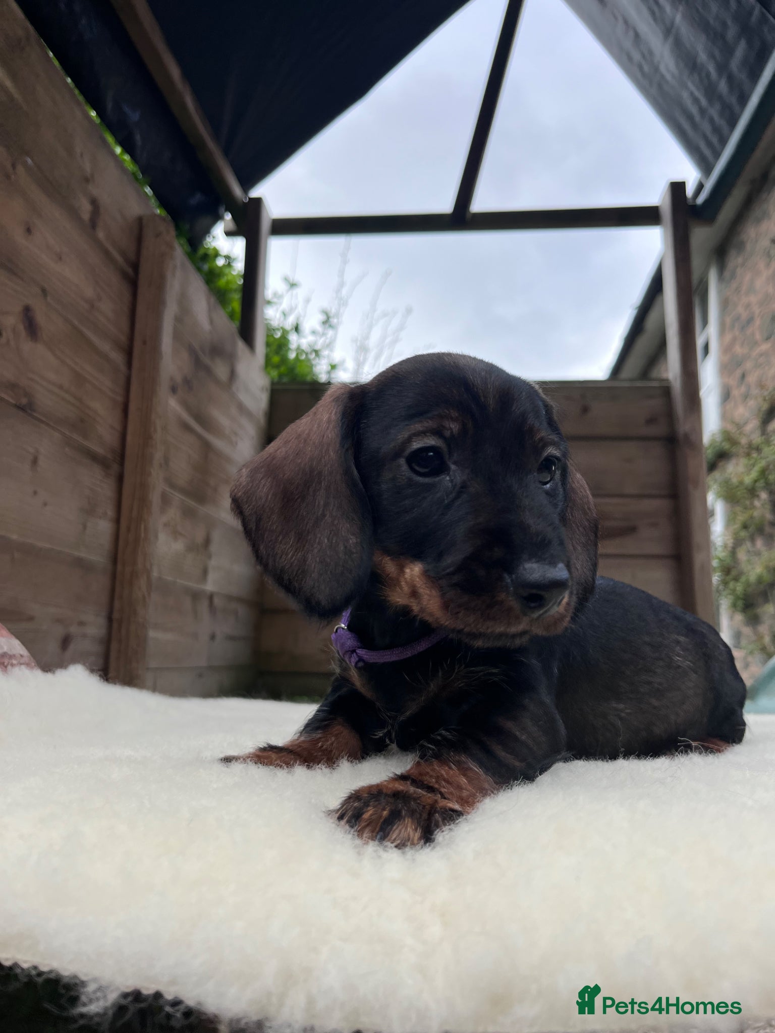 Dachshund dogs Outstanding KC Wire haired Dachshunds  - Advert 14