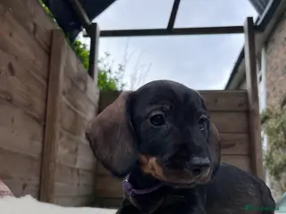 Dachshund dogs Outstanding KC Wire haired Dachshunds - Advert 14