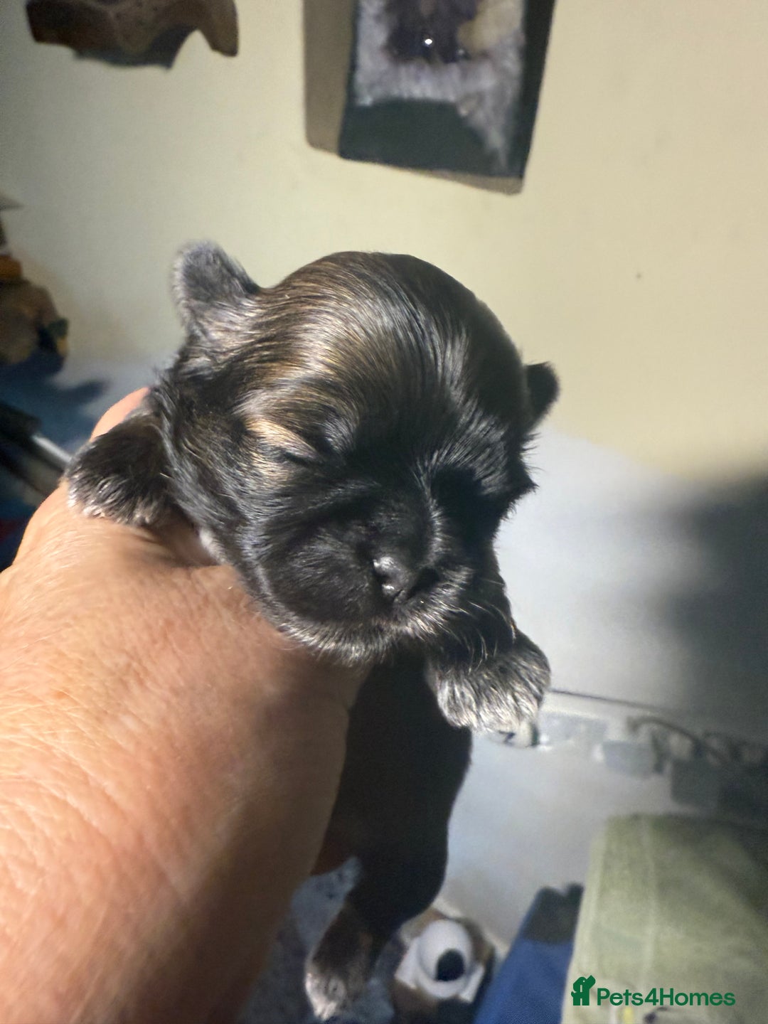 Shih Tzu dogs for sale: Super cute Shih tzu pups - Advert 1