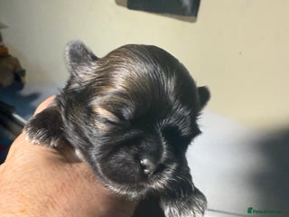 Shih Tzu dogs Super cute Shih tzu pups - Advert 1