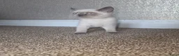 British Shorthair cats for sale: British Shorthair Kitten in Blackburn - Advert 13
