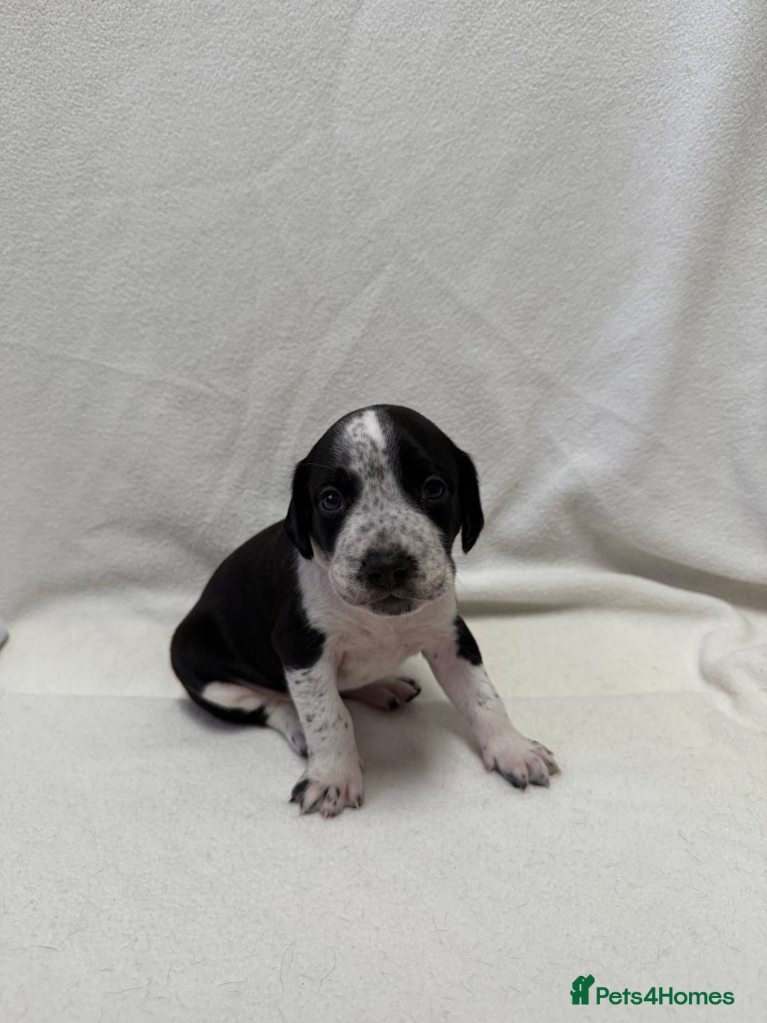 Mixed Breed dogs for sale: Cockerbull’s - Advert 5