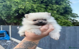 Pomeranian dogs for sale: Beautiful Pomeranian’s  - Image 5