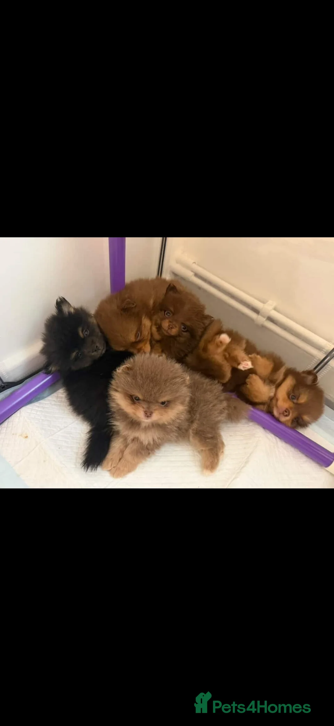 Pomeranian dogs for sale: pomeranian teddy bear kc reg - Advert 2