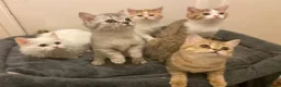 Munchkin cats for sale: ✨ Adorable TICA Registered Munchkin Kittens ✨ - Advert 27