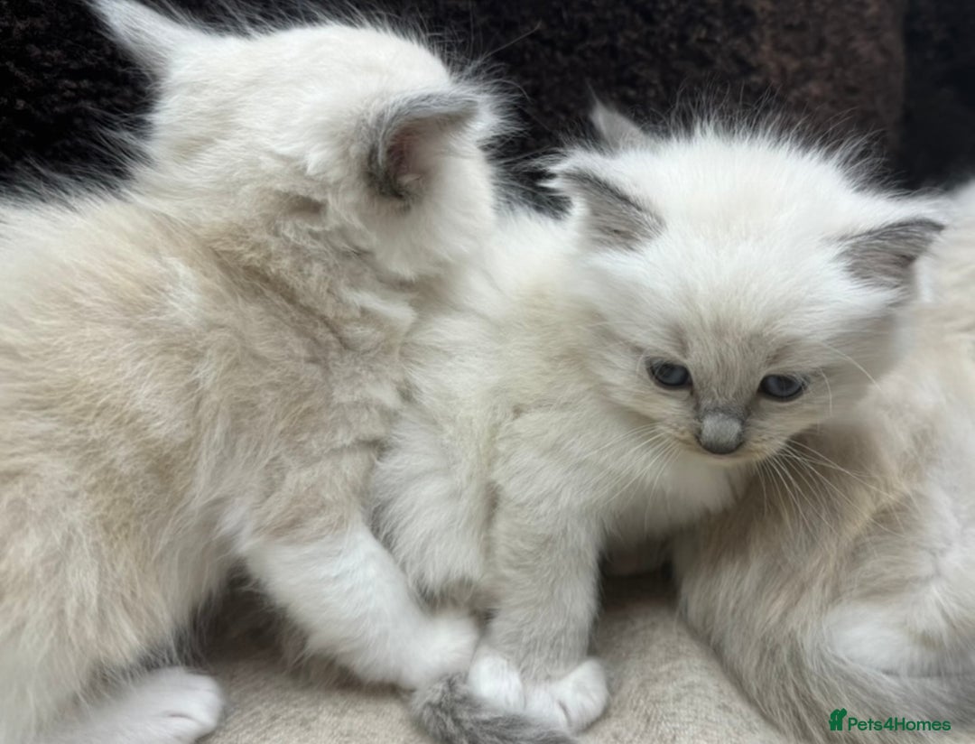 Ragdoll cats for sale: ⭐️BEAUTIFUL PUREBREED BLUEPOINT RAGDOLL KITTENS ⭐️ - Image 30