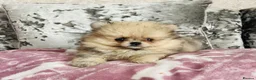 Pomeranian dogs for sale: Pomeranians puppy’s  - Advert 8