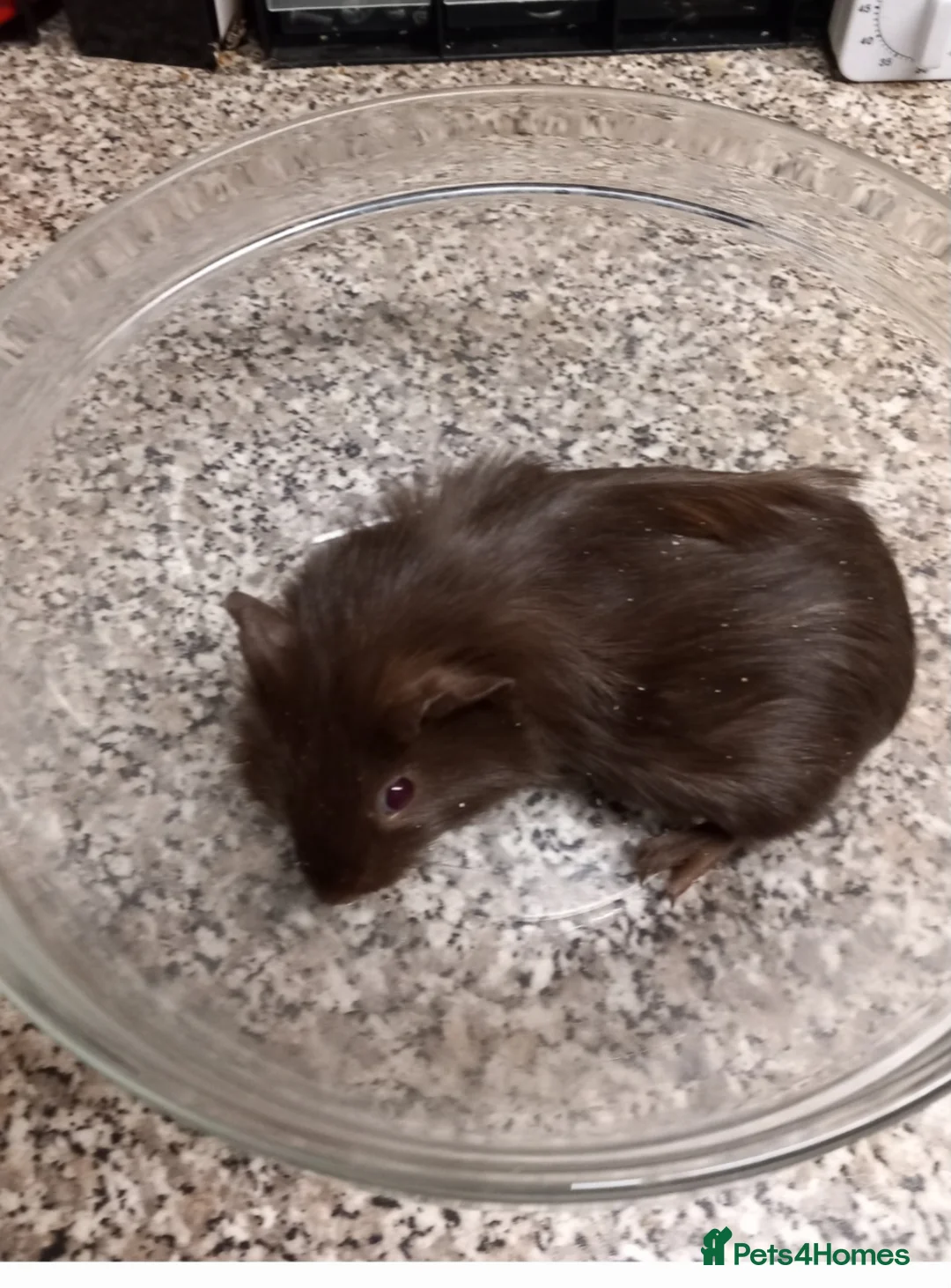 Guinea Pig rodents for sale: Baby boy guinea pigs ready now  - Advert 7