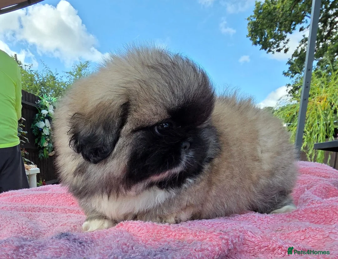 Pekingese dogs for sale: KC Registered Pekingese Puppies top quality  - Advert 1