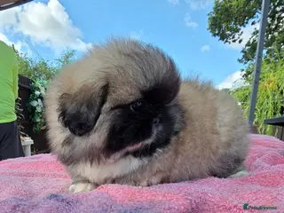 Pekingese dogs KC Registered Pekingese Puppies top quality - Advert 9