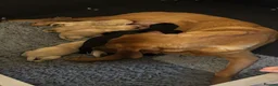 Labrador Retriever dogs for sale: Labrador puppies for sale - Advert 7