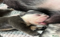 English Bulldog dogs for sale: Beautiful English bulldogs for sale 2 left - Image 12