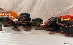 Dobermann dogs for sale: KC Reg European Doberman Pups Exceptional Line - Image 4