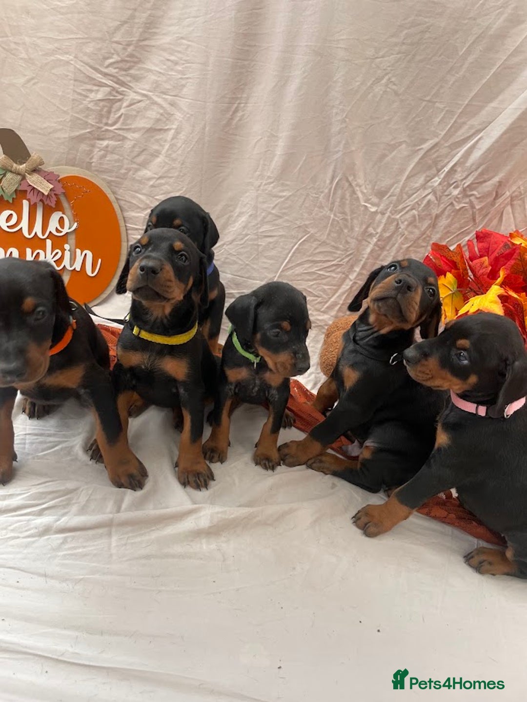 Dobermann dogs for sale: KC Reg European Doberman Pups Exceptional Line - Image 4
