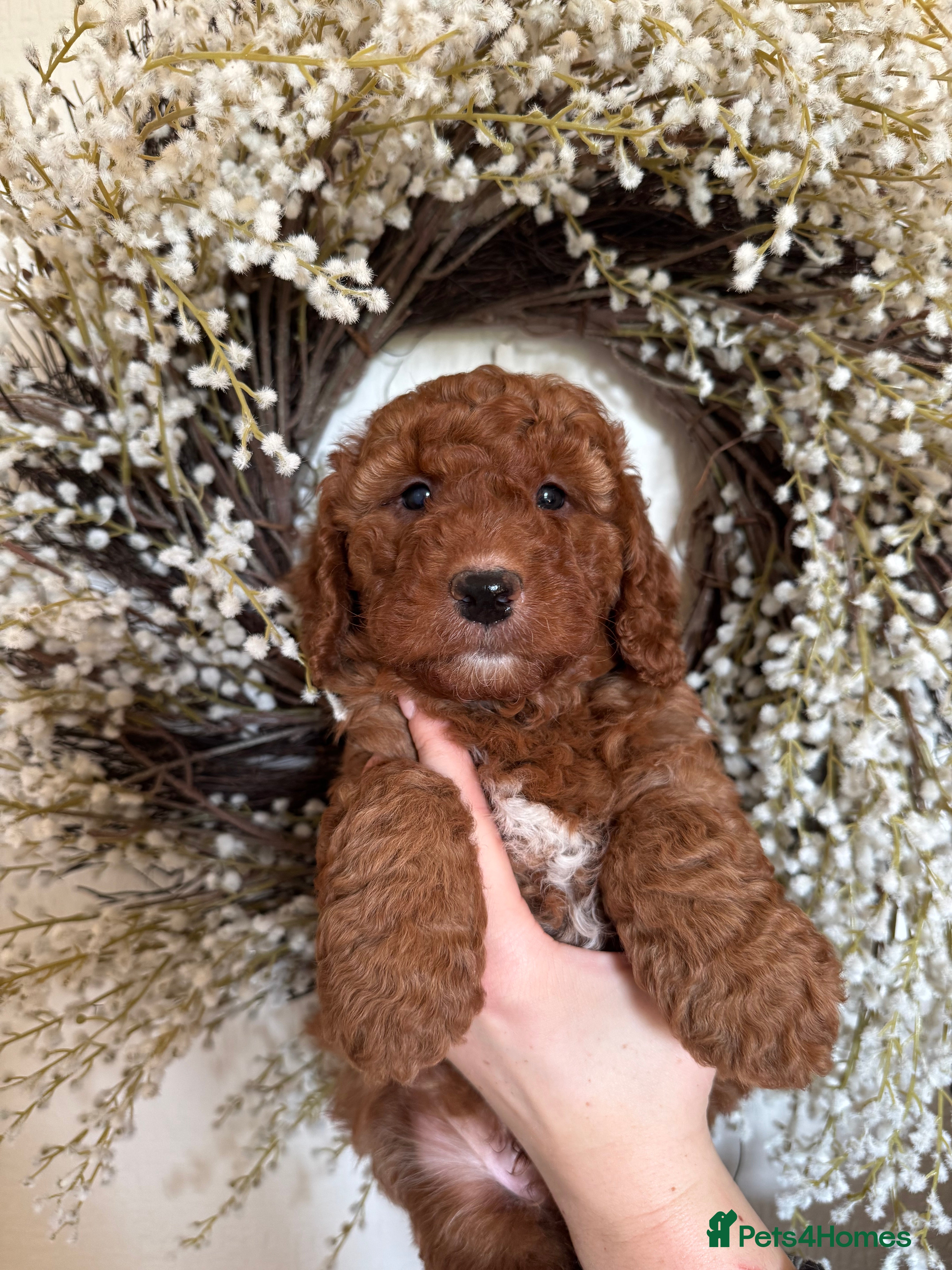 Australian Labradoodle dogs Deepest Red Australian Labradoodles - Advert 3