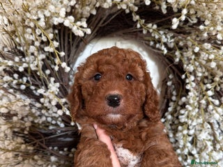 Australian Labradoodle dogs Deepest Red Australian Labradoodles - Advert 3