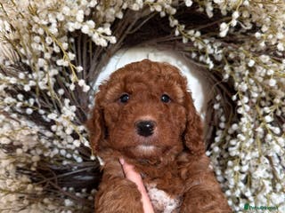 Australian Labradoodle dogs Deepest Red Australian Labradoodles - Advert 3
