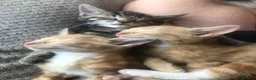 Mixed Breed cats for sale: Kittens for sale  in Hungerford - Advert 20