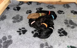 Cockapoo dogs for sale: F1b Cockapoo  - Image 5