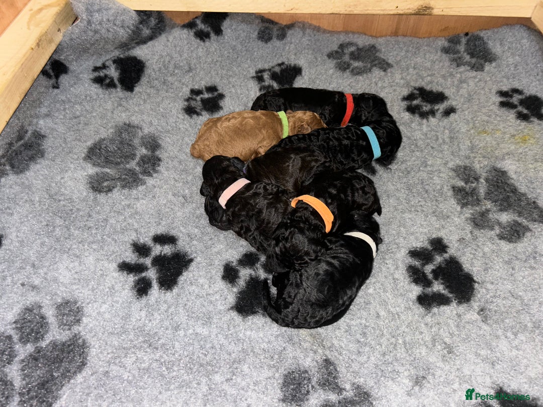 Cockapoo dogs for sale: F1b Cockapoo  - Image 5