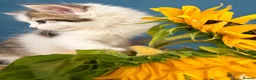 Persian cats for sale: Beautiful Curly & Long-Haired Persian - Advert 4