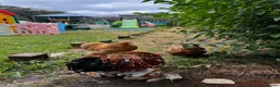 Chickens poultry for sale: Pekin bantam Cockerel only  in Stanley - Advert 4