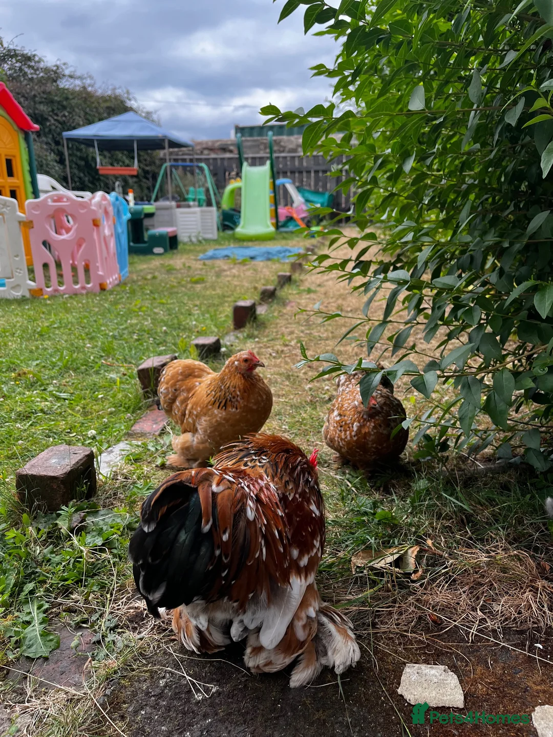 Chickens poultry for sale: Pekin bantam Cockerel only  in Stanley - Advert 4