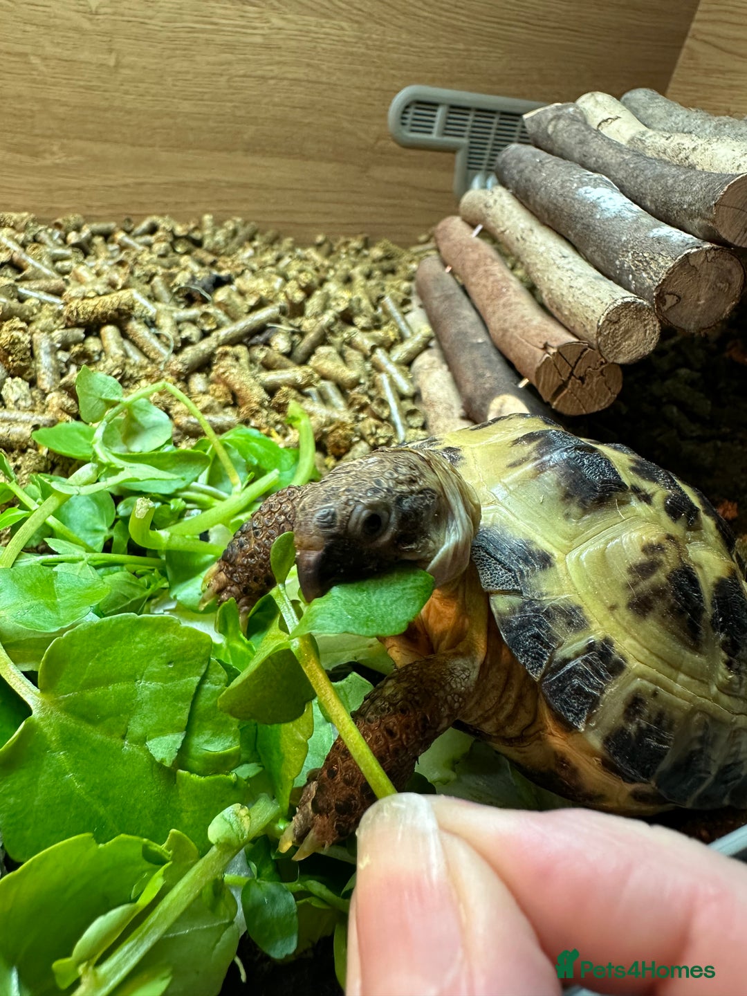 Tortoise reptiles for sale: 2x Tortoise + Viv  - Advert 3