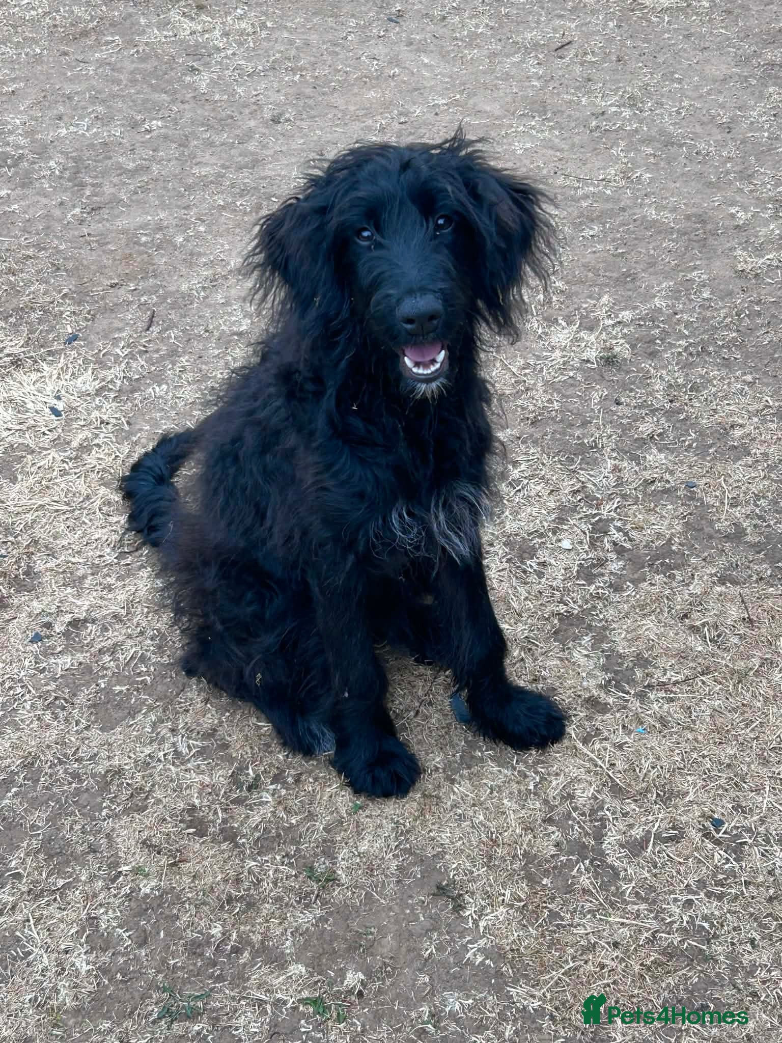 Mixed Breed dogs Mixed Poodle / Pyrenean Mountain Dog  - Advert 1