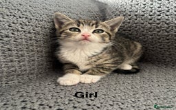 British Shorthair cats for sale: Kittens ready now  - Image 8