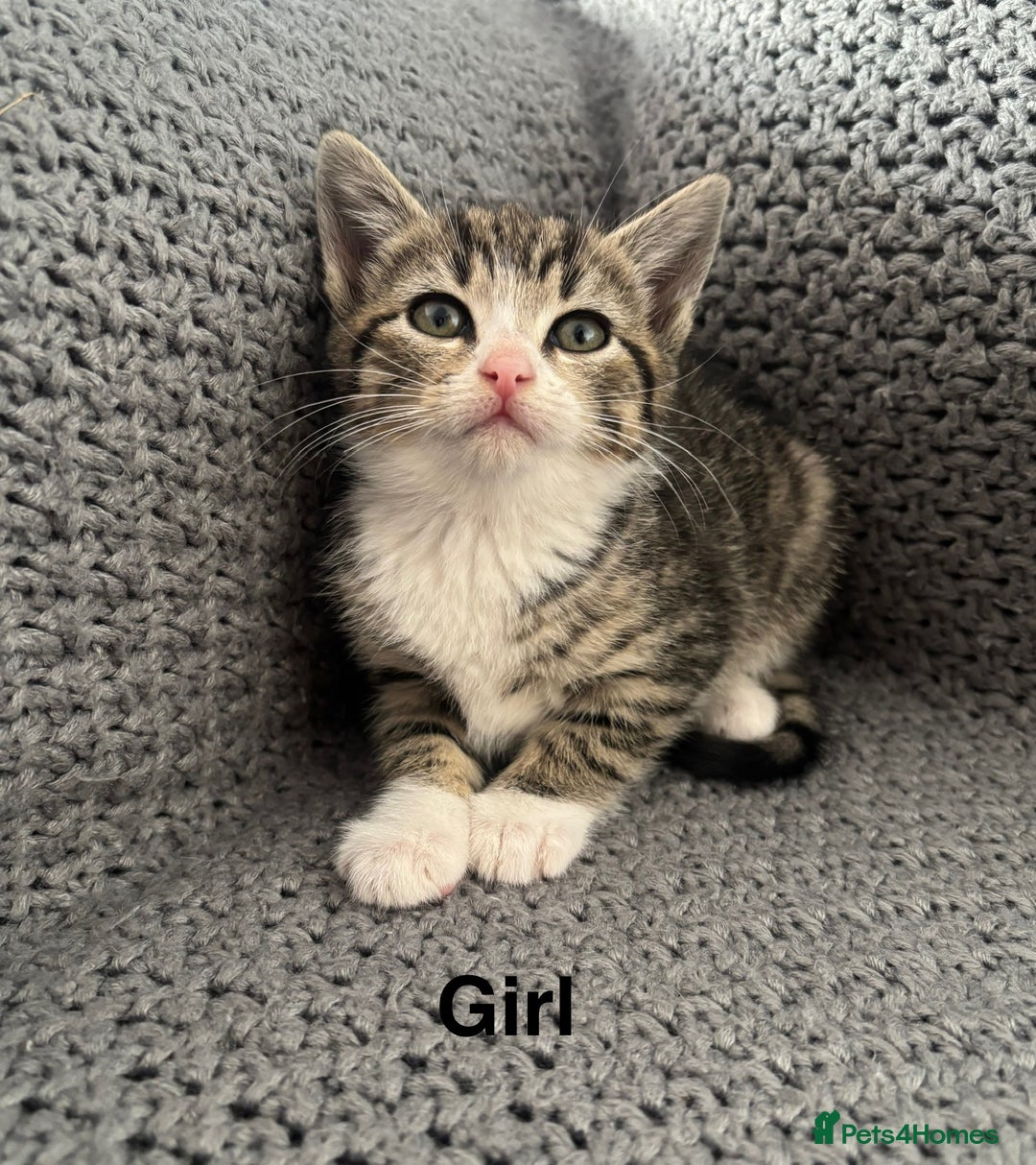 British Shorthair cats for sale: Kittens ready now  - Image 8