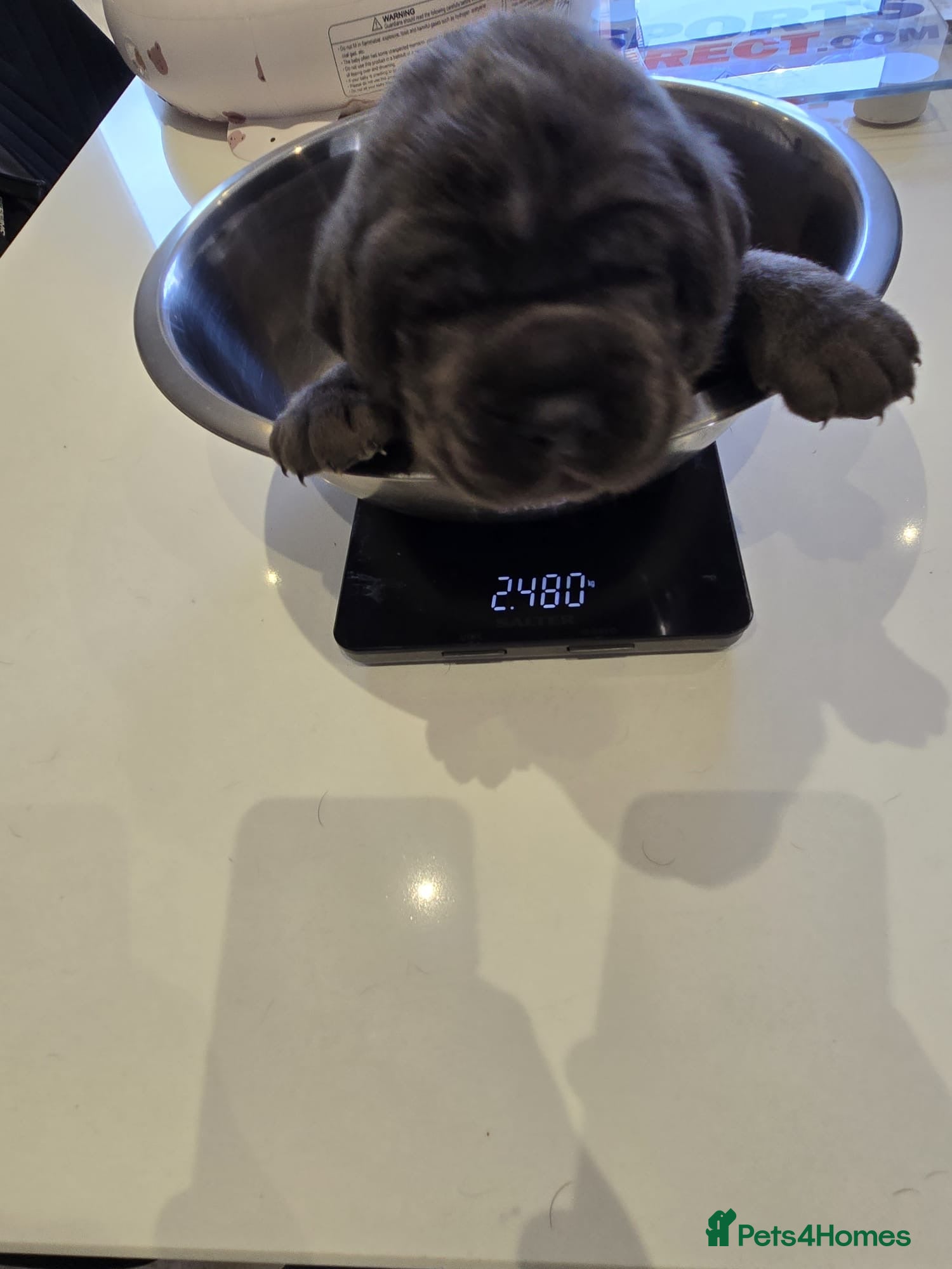 Cane Corso dogs for sale: Cane corso puppies  - Advert 5