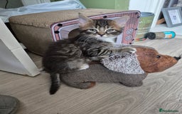 Mixed Breed cats for sale: Super friendly kittens - Image 3