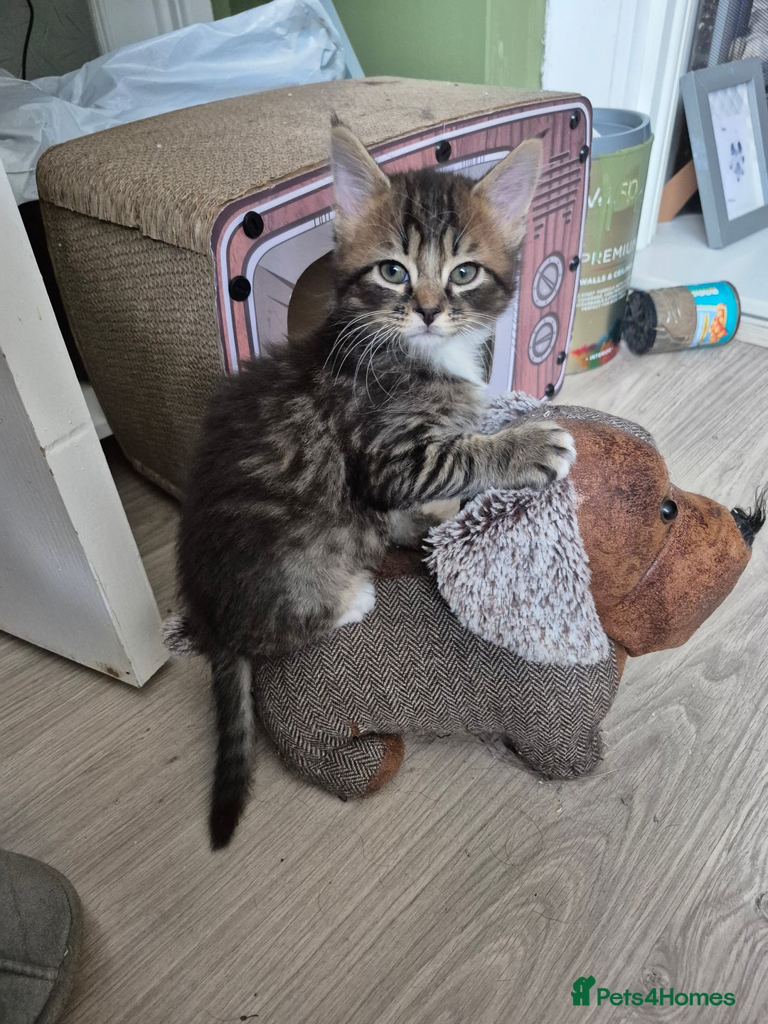 Mixed Breed cats for sale: Super friendly kittens - Image 3