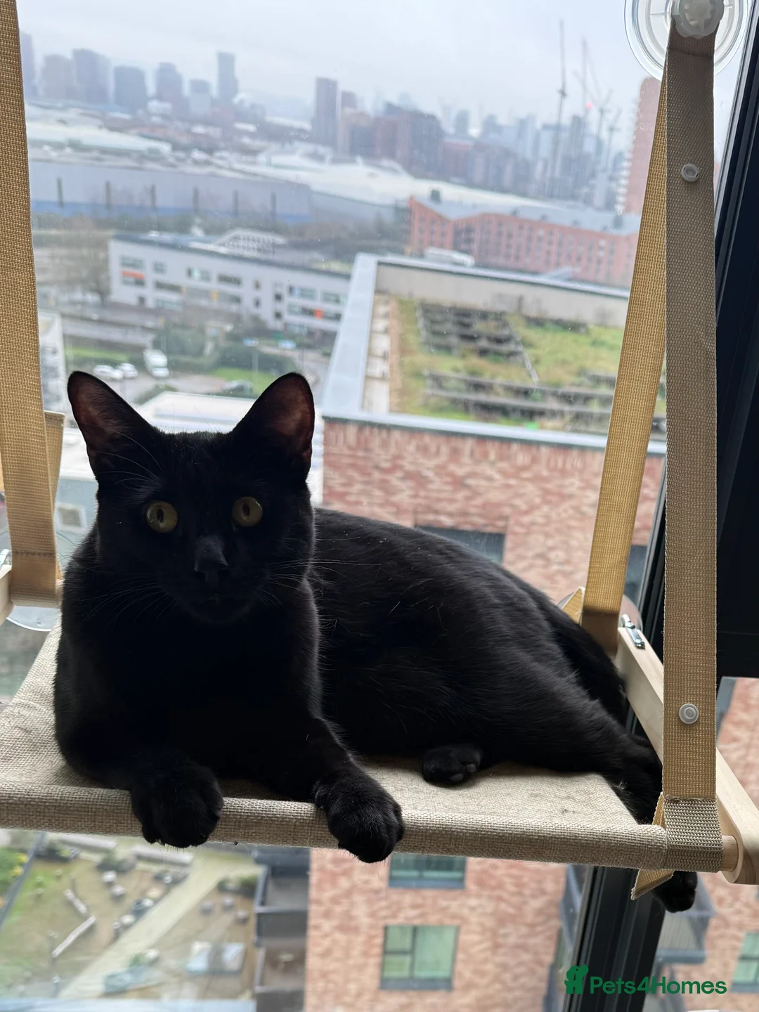 Mixed Breed cats for sale: Energetic Black Cat Looking for Active Loving Home - Advert 28