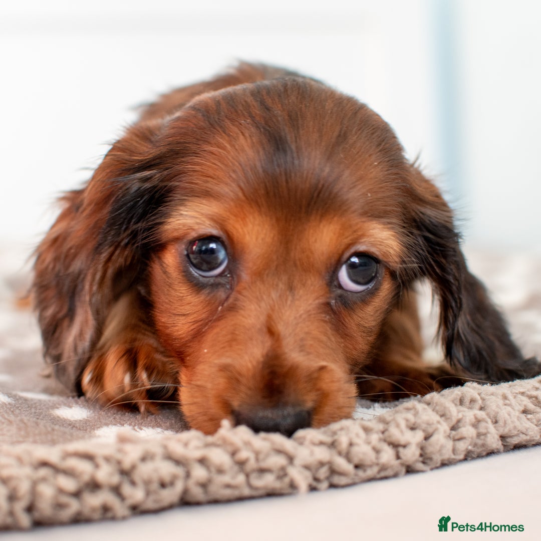 Miniature Dachshund dogs for sale:  Miniature Long-Haired Dachshund Puppies–Red Merle - Advert 15