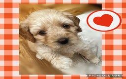 Australian Labradoodle dogs for sale: ♥️ 1 girl left ♥️ tiny tails , big hearts ♥️  - Image 9