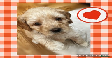 Australian Labradoodle dogs - Advert 9