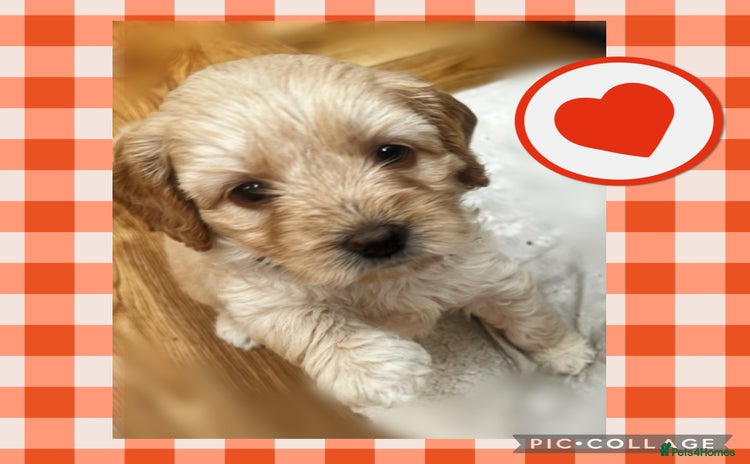 Australian Labradoodle dogs - Advert 1