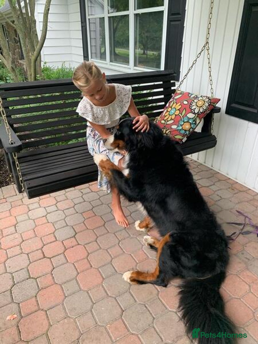 Bernese Mountain Dog dogs for sale: Quality Bernese Mountain Dog Puppies - Advert 1