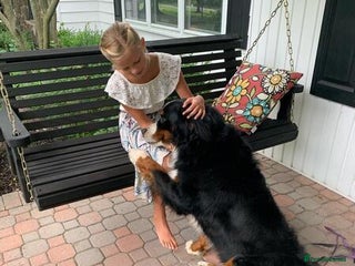 Bernese Mountain Dog dogs Quality Bernese Mountain Dog Puppies - Advert 1