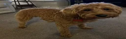 Labradoodle dogs for sale: This is daisy looking for a loving home - Advert 2