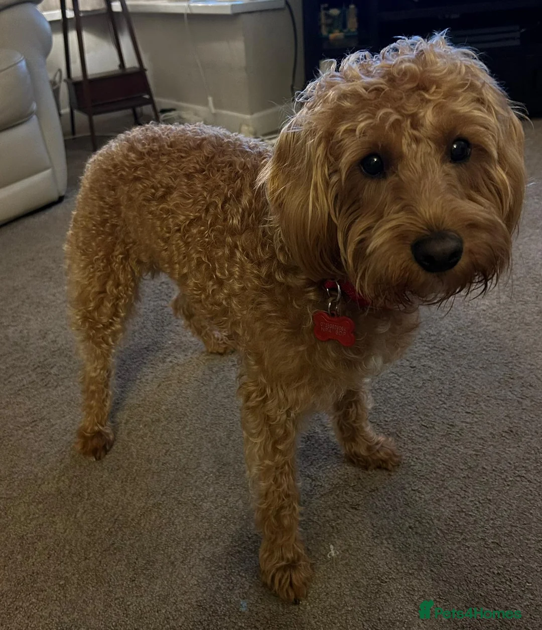Labradoodle dogs for sale: This is daisy looking for a loving home - Advert 2