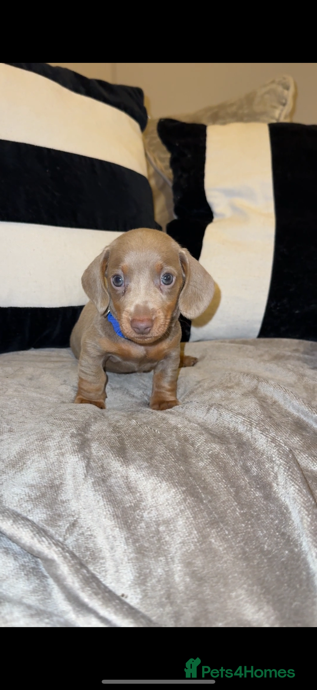Miniature Dachshund dogs for sale:  READY NOW Quality minismooth haired dachshunds 🐾 - Image 6