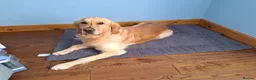 Golden Retriever dogs for sale: Pure Golden Retriever puppies in Tenbury Wells - Advert 5